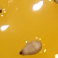 Gimgaemhal's profile picture. 