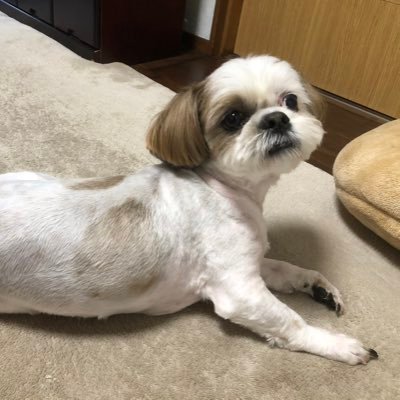 ちょぼ🐶🍌🧡さんのプロフィール画像
