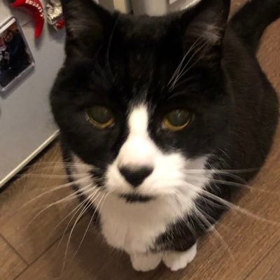 I’m 18 years old, #ambassacat (Edinburgh) I’m not on facebook so this is all you’re going to get! My hobbies are sleeping & tweeting.  #SuperSeniorCatsClub