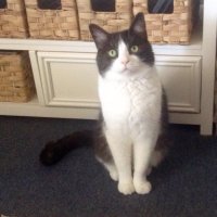 Oliver the Purrfect Cat 🇦🇺 (@eringob02429272) 's Twitter Profile