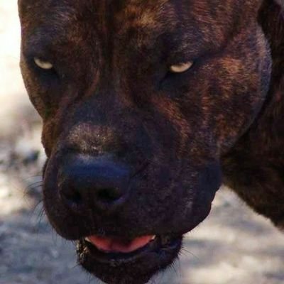 Becerrillo2's profile picture. Español a toda vena amo, riño, doy mi sangre...