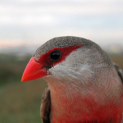 @CIBIO_InBIO team studying behavioural ecology with waxbills (mostly). posts by g.cardoso