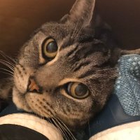jane francis (@saffy10) 's Twitter Profile