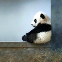 yaralıbipanda (@yokbeincilay) 's Twitter Profile