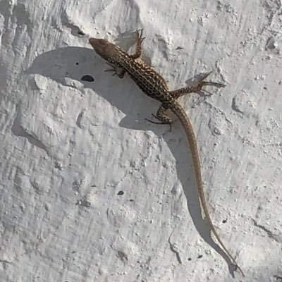 petroldentist's profile picture. 🕳