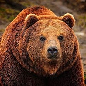 IrishBearO's profile picture. softlyroarsthebear | Stand | Love | Lead | Roar when necessary | Pro-life | ✝️ | Bearly there | Nurse | Professor | Colts STM |