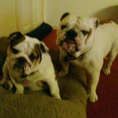 CecilStirk's profile picture. Mad bulldog lovin  trucker