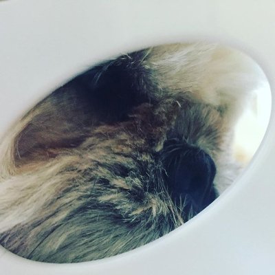 PythonaPets's profile picture. Pythona Pets is coming 2035 this is still a work in progress
