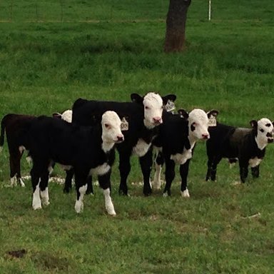 Southwest Virginia producer of Black Angus, Black Hereford and Hereford cattle.