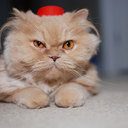 marin maya - @marin_maya - Twitter