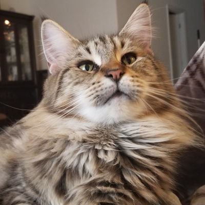 NEWSSCRAPER_COM's profile picture. 