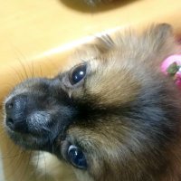 恭光 浜本 (@vflfk402ueqbou4) 's Twitter Profile Photo