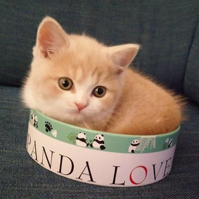 はぴ猫 座り方が何故か内股になってるよ 猫 猫好きさんと繫がりたい もふもふチャレンジ