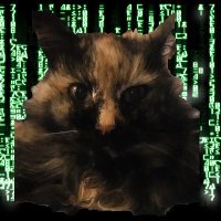 Torch (@puss_q) 's Twitter Profile Photo Torch (@puss_q) 's Twitter Profile Photo