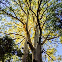 Aspen (@aspens) 's Twitter Profile