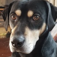 Kelly (@kellyaburke2) 's Twitter Profile