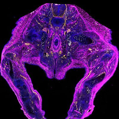 Rosello-Diez_Lab Profile