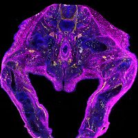 Rosello-Diez_Lab (@aros_lab) 's Twitter Profile
