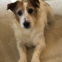 講談者 (@inazuma0806) 's Twitter Profile Photo