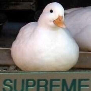 i am very poorly today and very stupid and hate everybody and everything