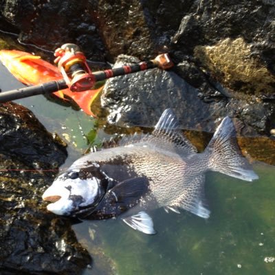 ☆屋久島育ち屋久島人、海で遊ぶのが大好きなs51年生まれ、屋久島で魚釣りご案内します。お気軽にお問い合わせください。😁無言フォローもご勘弁🤣🤣🤣YouTube動画も、の～んびりＵＰしておりますので是非覗きに来て下さい。その際は👍ボタン、チャンネル登録などしてもらえると励みになります🙇‍♂️