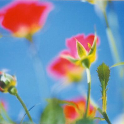 ａｙａｍｕｓｕｂｉ على تويتر カスミソウ 英名は赤ちゃんの吐息という意味のbaby S Breath ベイビーは 愛しい人 の意味もあって海外では幸せをのイメージを抱かせるお花だそうです 背景のブルーは空の青です Nikonf80 Filmphotography