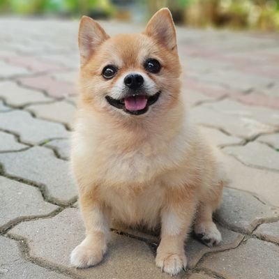 ตะลองอองอองさんのプロフィール画像
