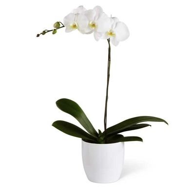 pottedorchid's profile picture. modern day haruspex