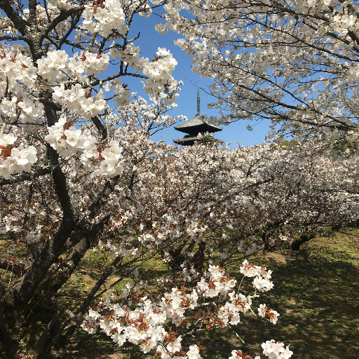 京都・世界遺産 仁和寺の公式Xアカウントです。四季折々の仁和寺の風景や、最新の情報をお届けします。もちろん、有名な御室桜の開花状況などもお伝えします。 拝観時間 9:00~17:00 Xでは個別にお返事はしておりませんのでご了承ください。 公式サイトhttps://t.co/H3OpNpML5k