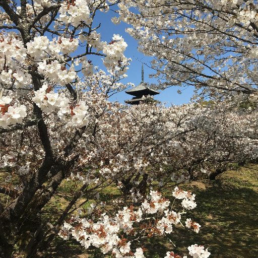 京都・世界遺産 仁和寺の公式Ｘアカウントです。四季折々の仁和寺の風景や、最新の情報をお届けします。もちろん、有名な御室桜の開花状況などもお伝えします。 拝観時間 9:00~17:00 Ｘでは個別にお返事はしておりませんのでご了承ください。 公式サイトhttps://t.co/H3OpNpML5k