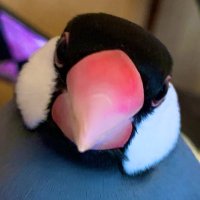 ぴー太郎 (@pipi_pitaroo) 's Twitter Profile