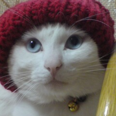 bushsan's profile picture. 熊本出身 大分→長崎 音楽/野球/サッカー/麻雀/ゲーム ロアッソ熊本と阪神タイガースと瀬戸熊プロに惜しみない愛をささげてます