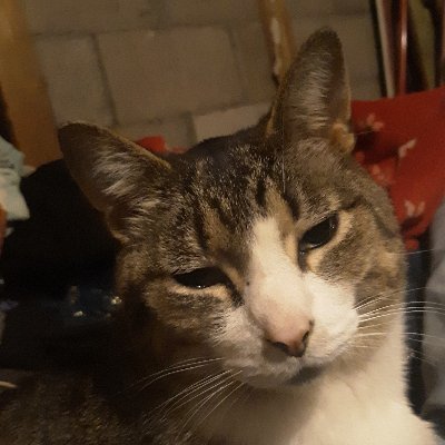 BFerals's profile picture. 