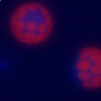 Bruno Peixoto (@bpeixotosci) 's Twitter Profile