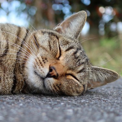 にゃんこ写真にはまり中
いろんな地域猫を撮影しています
インスタ→ https://t.co/XB1fKHd6gT