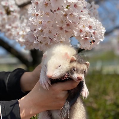 フェレ飼い歴16年。今は動物さんはいません。
1児の母に現在双子ちゃん達を妊娠中🤰悪阻がほぼなくて快適に暮らしてます❤️