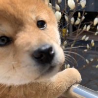 ₩₩₩₩₩₩₩ (@simjangapa) 's Twitter Profile