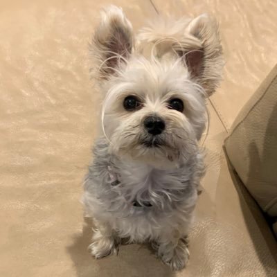 snemrava's profile picture. 