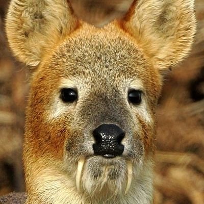 말노루さんのプロフィール画像
