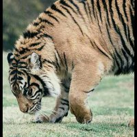 الحنو (@mkaqad98hu72qxy) 's Twitter Profile
