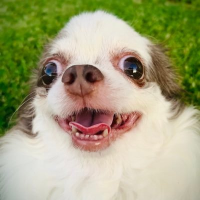 YuGoGlennCoco's profile picture. ima pimp not a simp