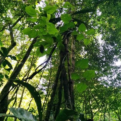 andrmune's profile picture. ...de la montaña
... con olor a capote