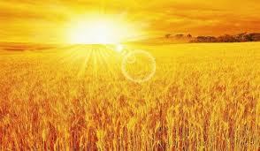 agristuff's profile picture. Trading eCBOT agricultural commodities, and NYBOT softs