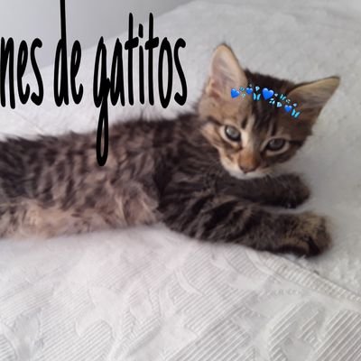 Mi instagram @_lu.gatitos ⬅️
(El link que aparece en mi biografía es para elegir el monto y donar por mercado pago)