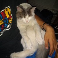 *~* Molano ^-^ (@molanobs) 's Twitter Profile