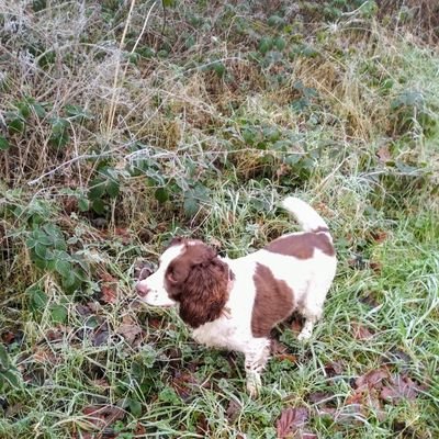 Multi-discipline clay shooter.
Deer stalker, Tree surgeon.
Owner of a mad springer spaniel, Grounds man.