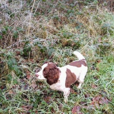 Multi-discipline clay shooter.
Deer stalker, Tree surgeon. 
Owner of a mad springer spaniel, Grounds man.