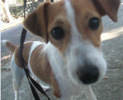 K-9 Sniff LLC is a bedbug detection service. Our dogs can find Bed Bugs in any Hotel Room, Time Share Condo, Residential Homes, Airlines. Contact 941-882-0471