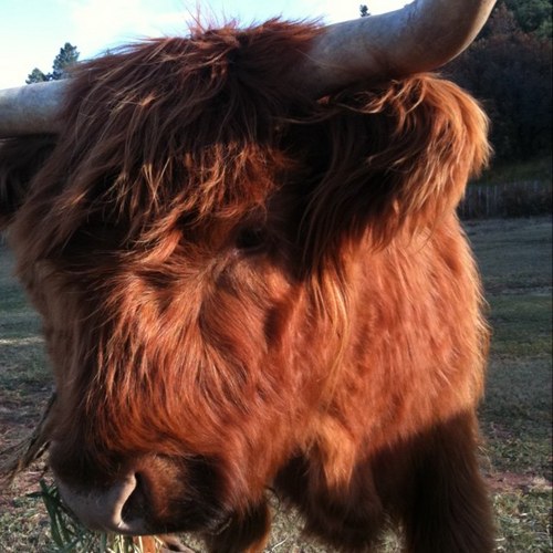 MollieMule's profile picture. 