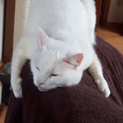 Bommel021's profile picture. 